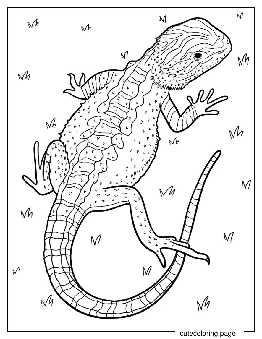 Top View Of Bearded Dragon On Grass Coloring Page 1 coloring page