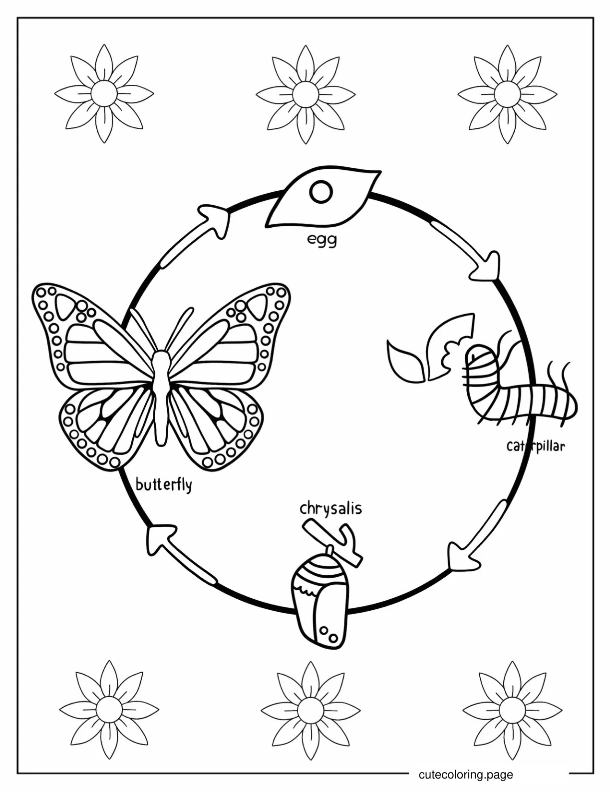 Butterfly Life Cycle With Labels coloring page