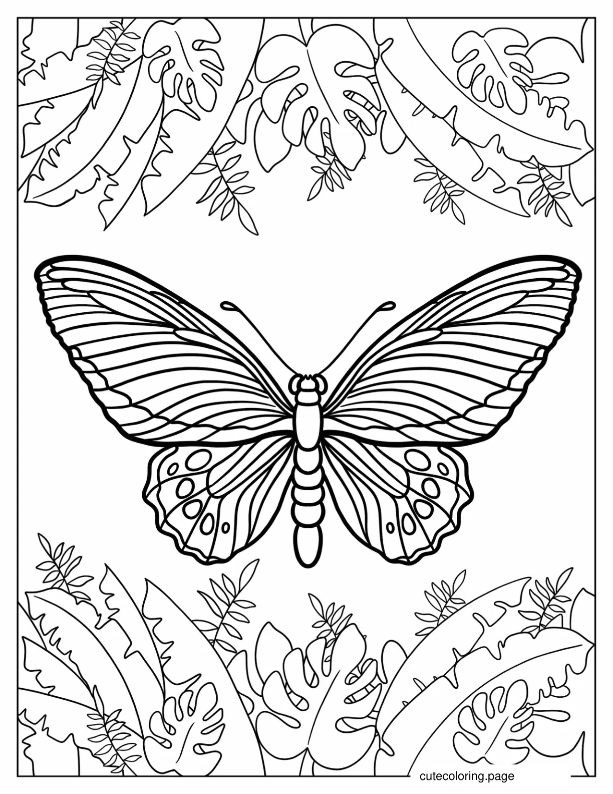 Cape York Birding Butterfly coloring page