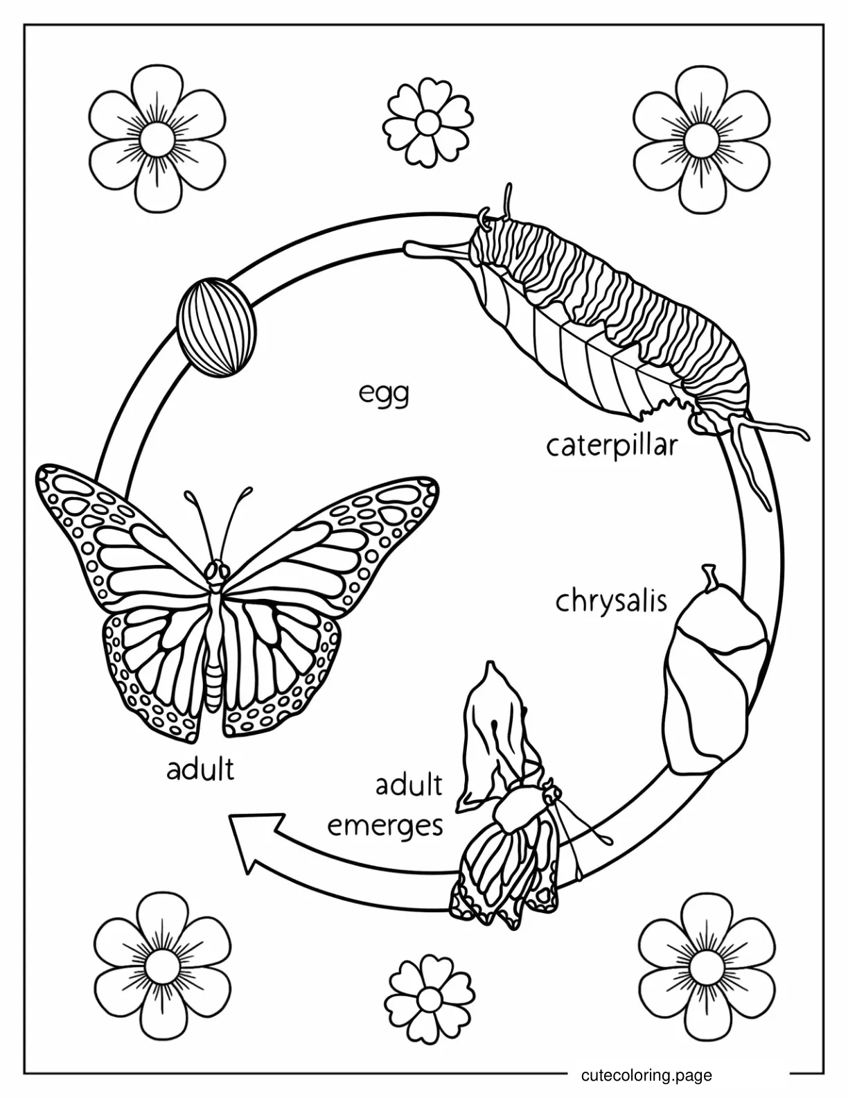 Life Cycle Of A Butterfly coloring page