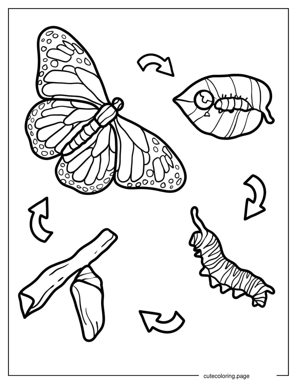 Evolution Of Caterpillar From Cocoon To Butterfly coloring page