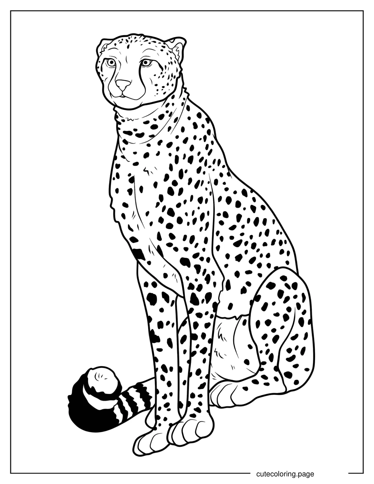 Adult Cheetah Sitting Down Coloring Sheet coloring page