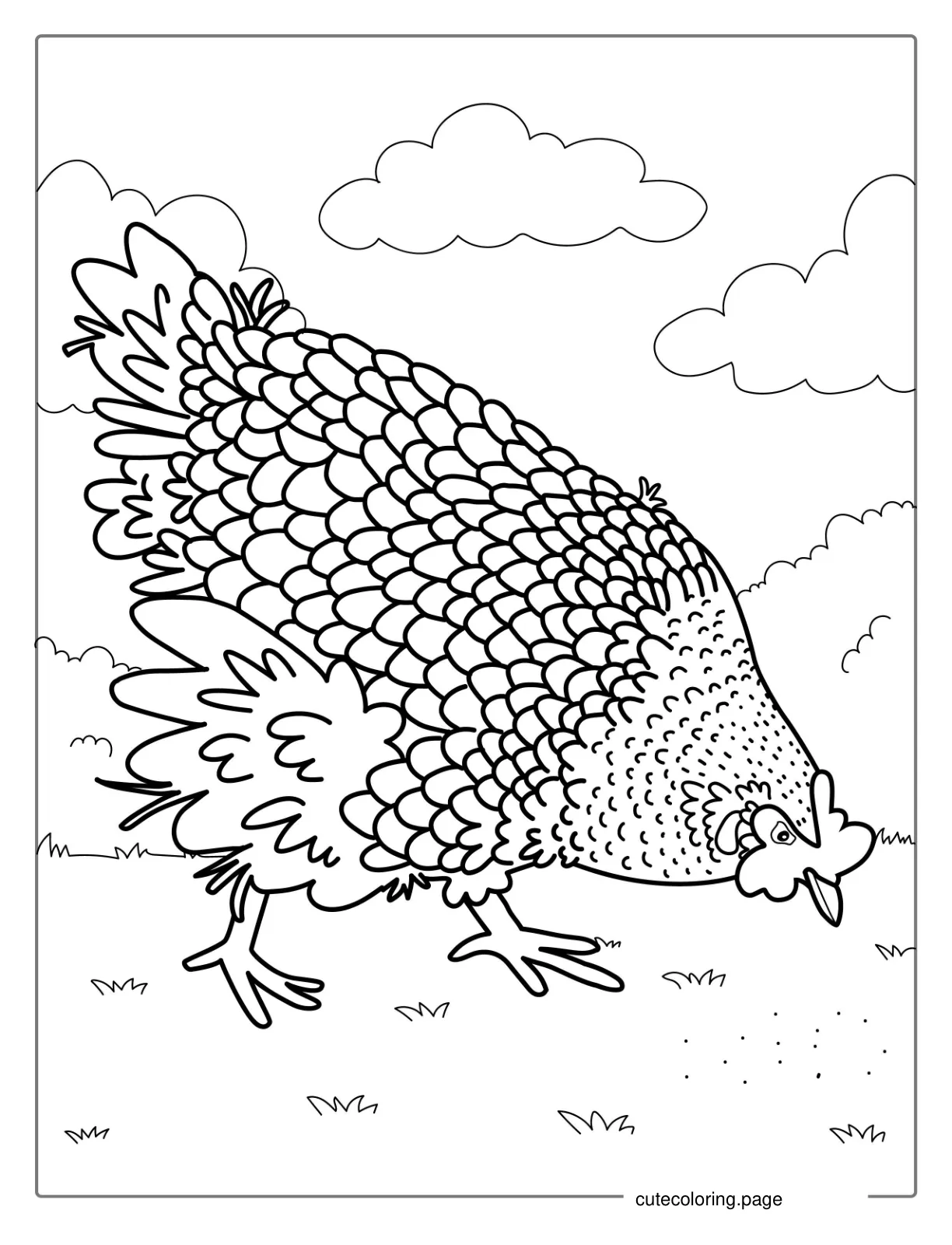 Plymouth Rock Chicken Coloring Sheet coloring page