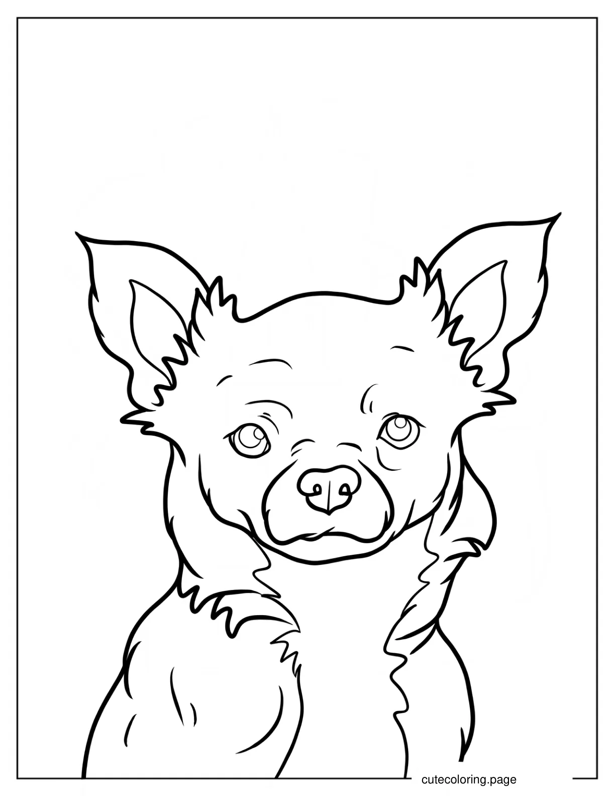 Furry Chihuahua coloring page