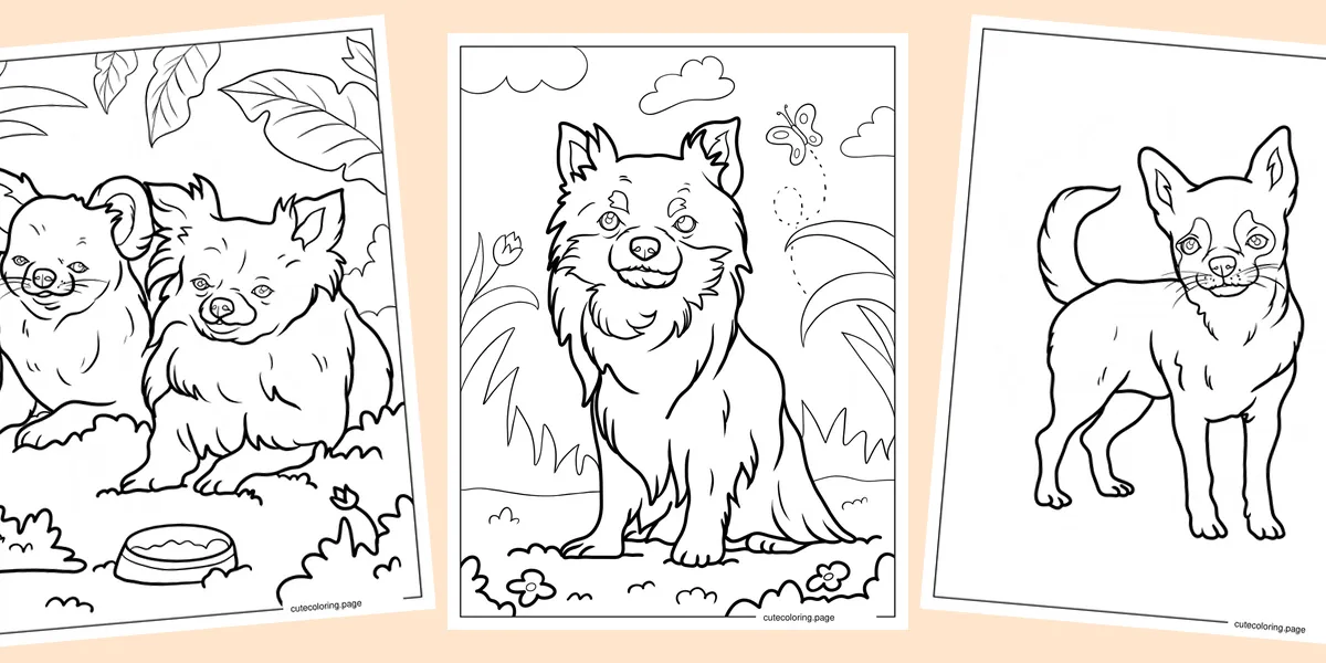 chihuahua-coloring-pages