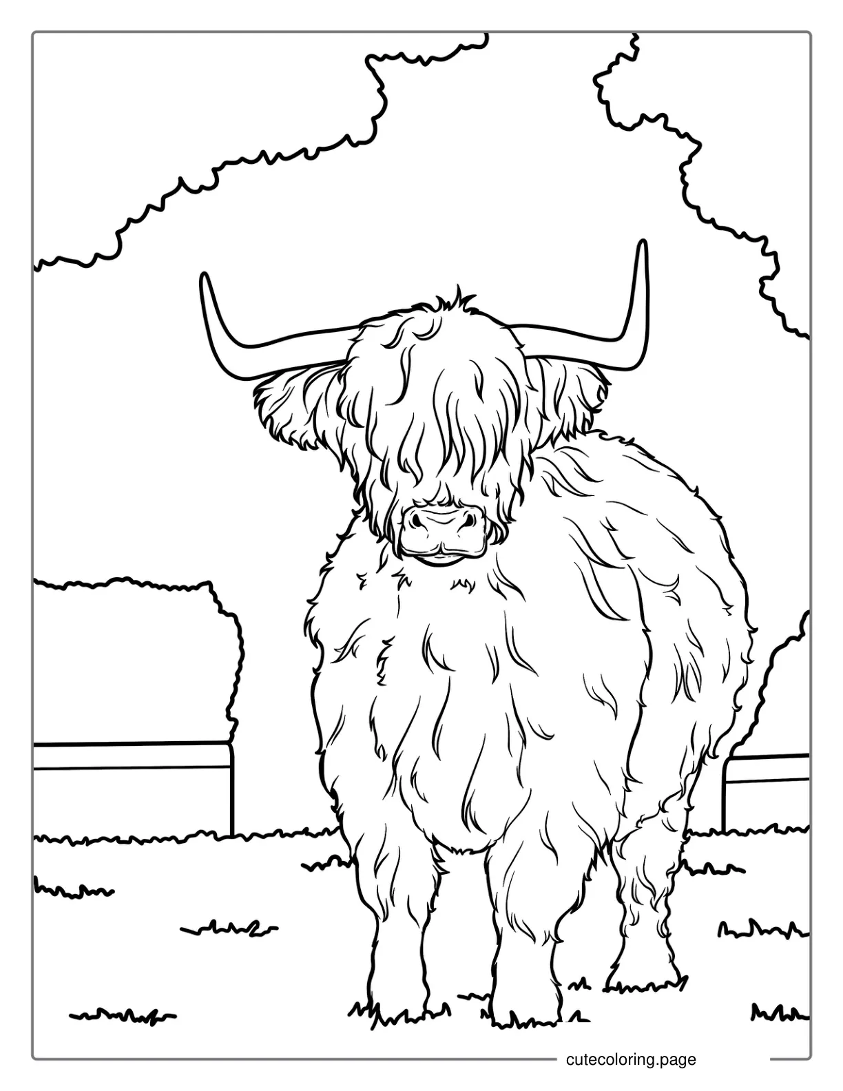 Fluffy Highland Cow Coloring Sheet For Kids coloring page