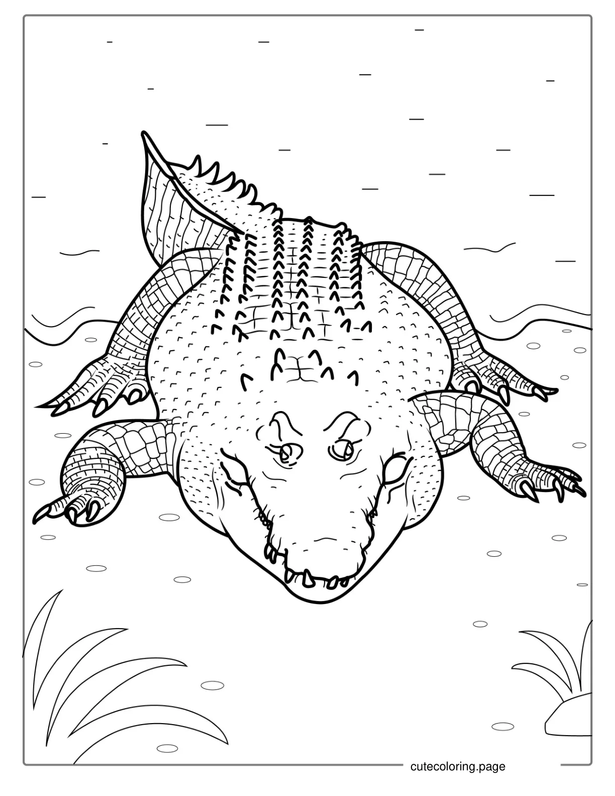 Australian Saltwater Crocodile Coloring Sheet coloring page