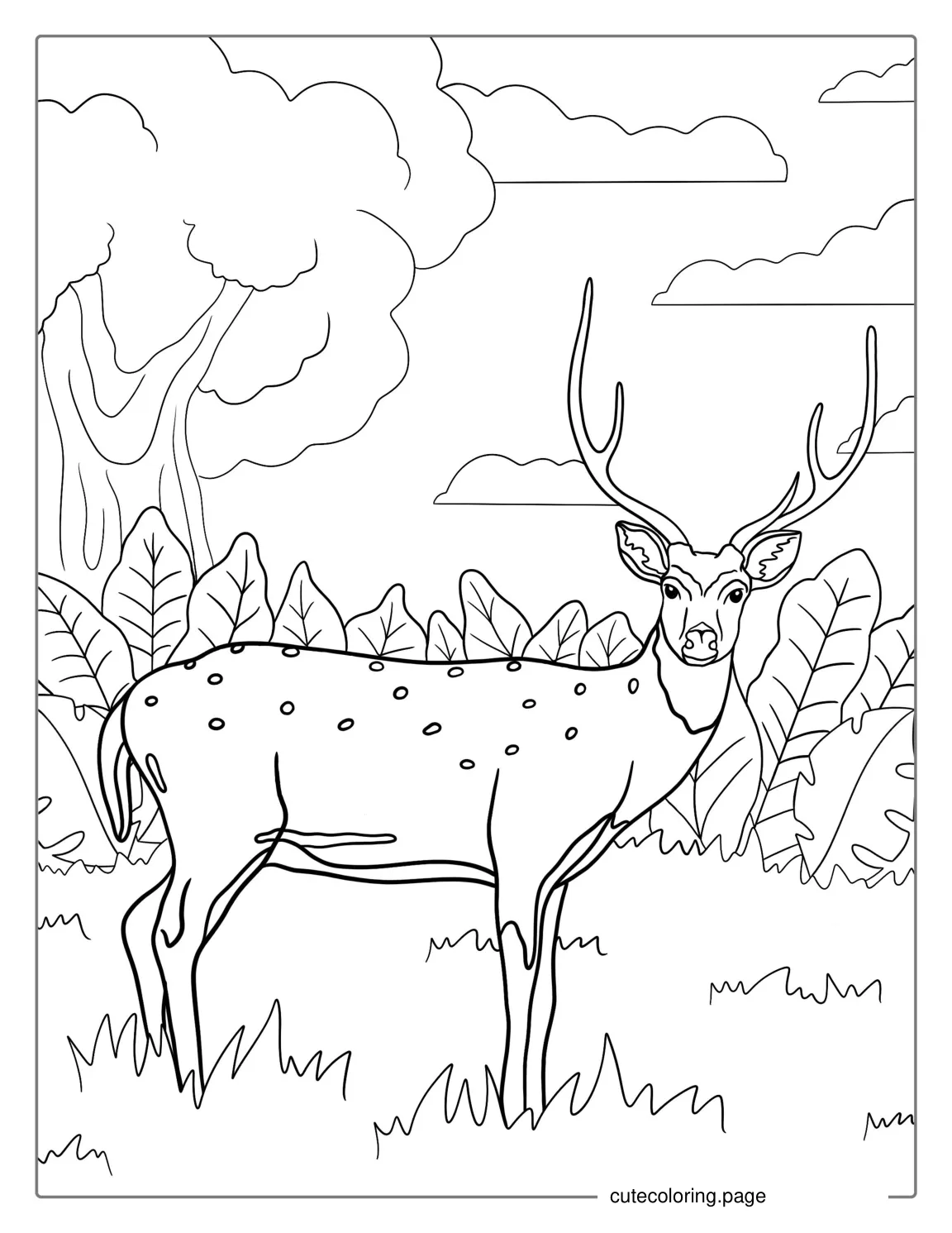 Buck Deer Coloring Page For Kids coloring page