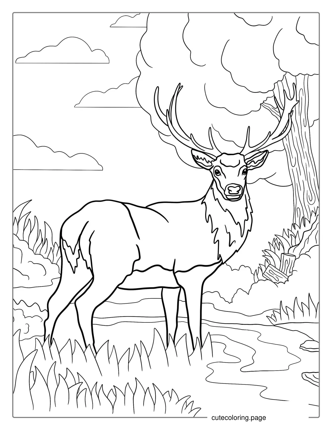 Coloring Sheet Of a White Tailed Deer coloring page