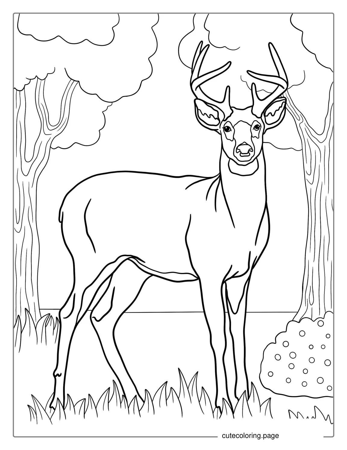 Mule Deer Coloring Page coloring page