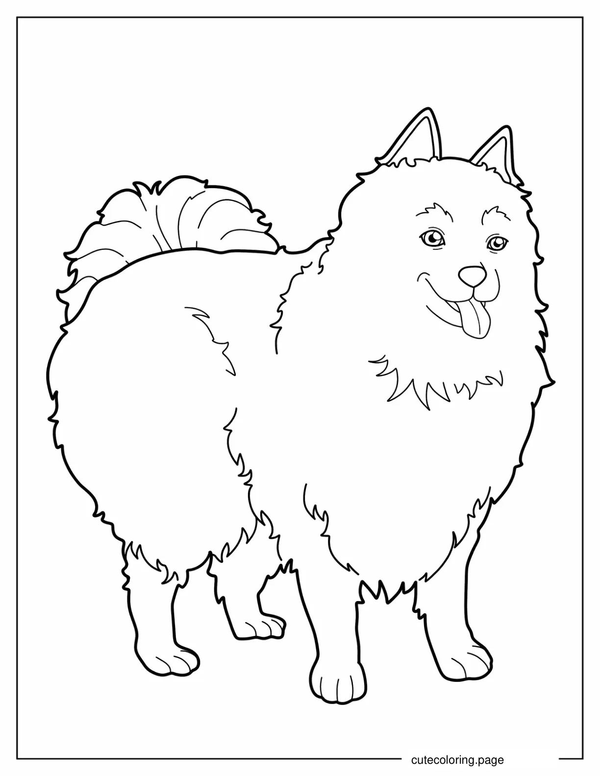 American Eskimo Dog To Color For Preschoolers coloring page