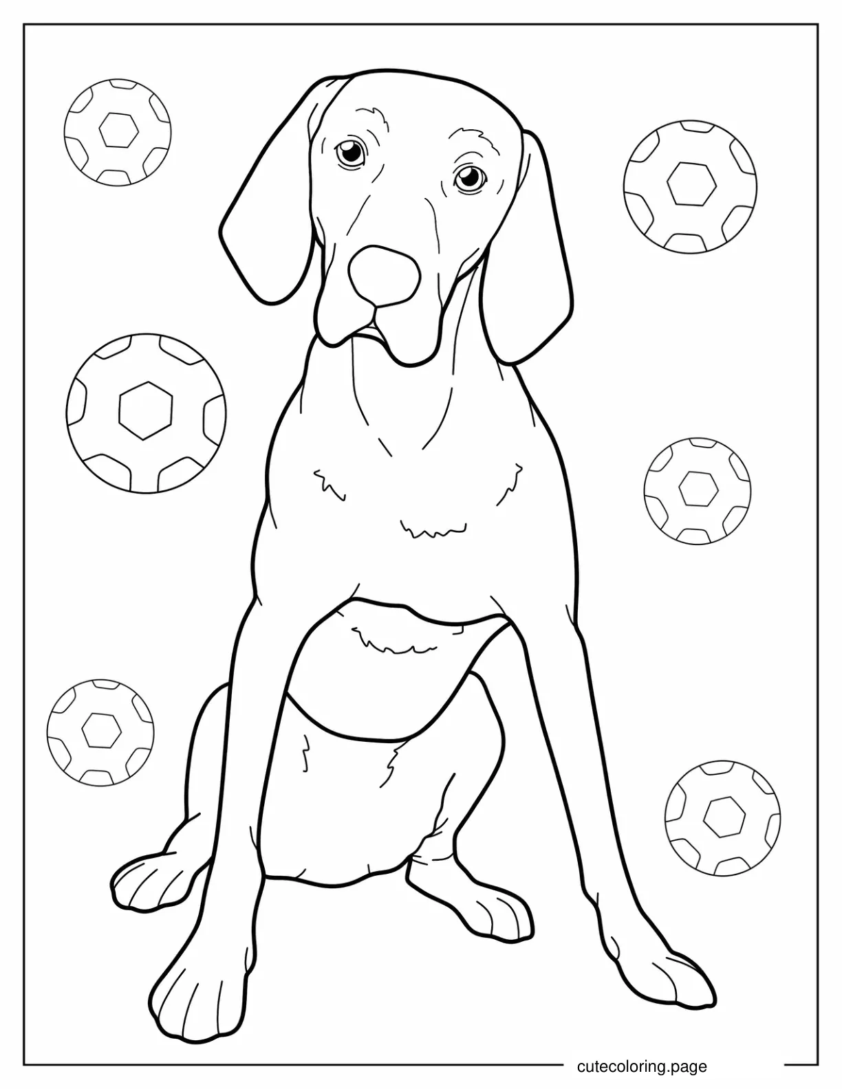 Coloring Page Of Vizsla Dog Sitting Down coloring page