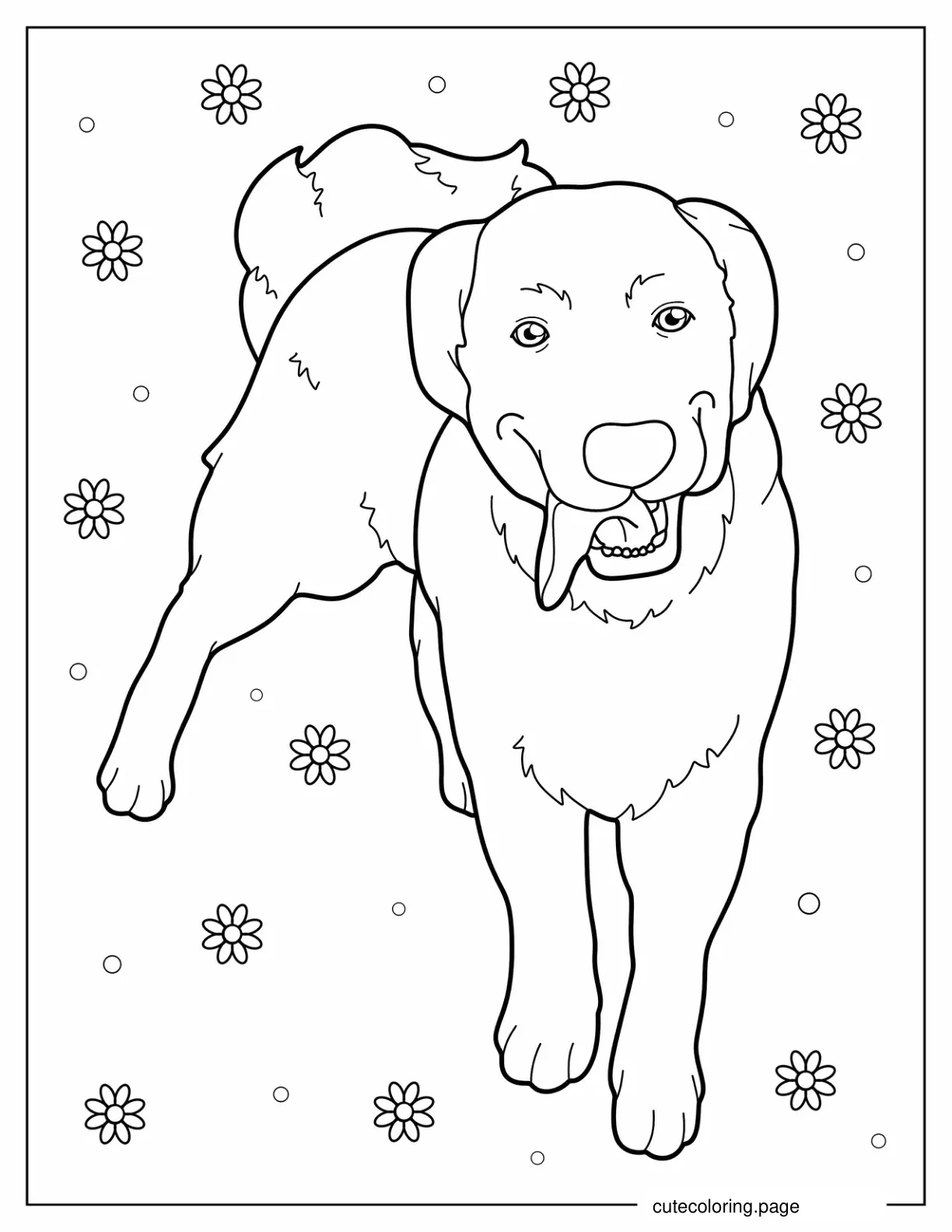 Coloring Sheet Of Labrador Retriever With Tongue Out coloring page