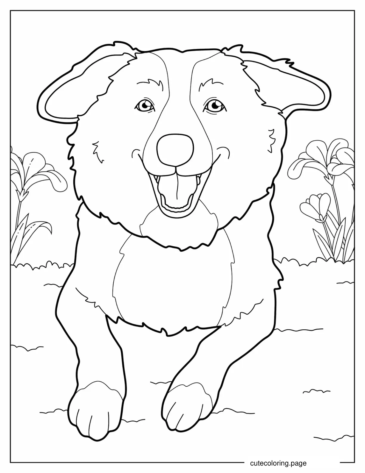 Nova Scotia Duck Tolling Retriever Dog coloring page