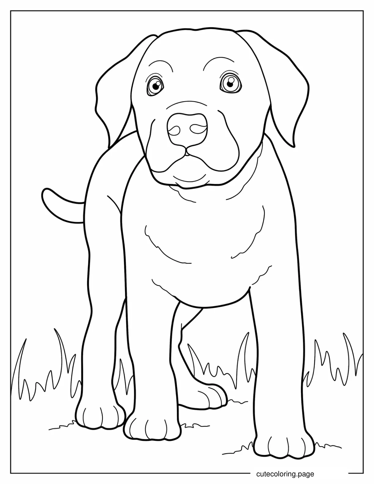 Simple Labrador Puppy On Grass To Color coloring page