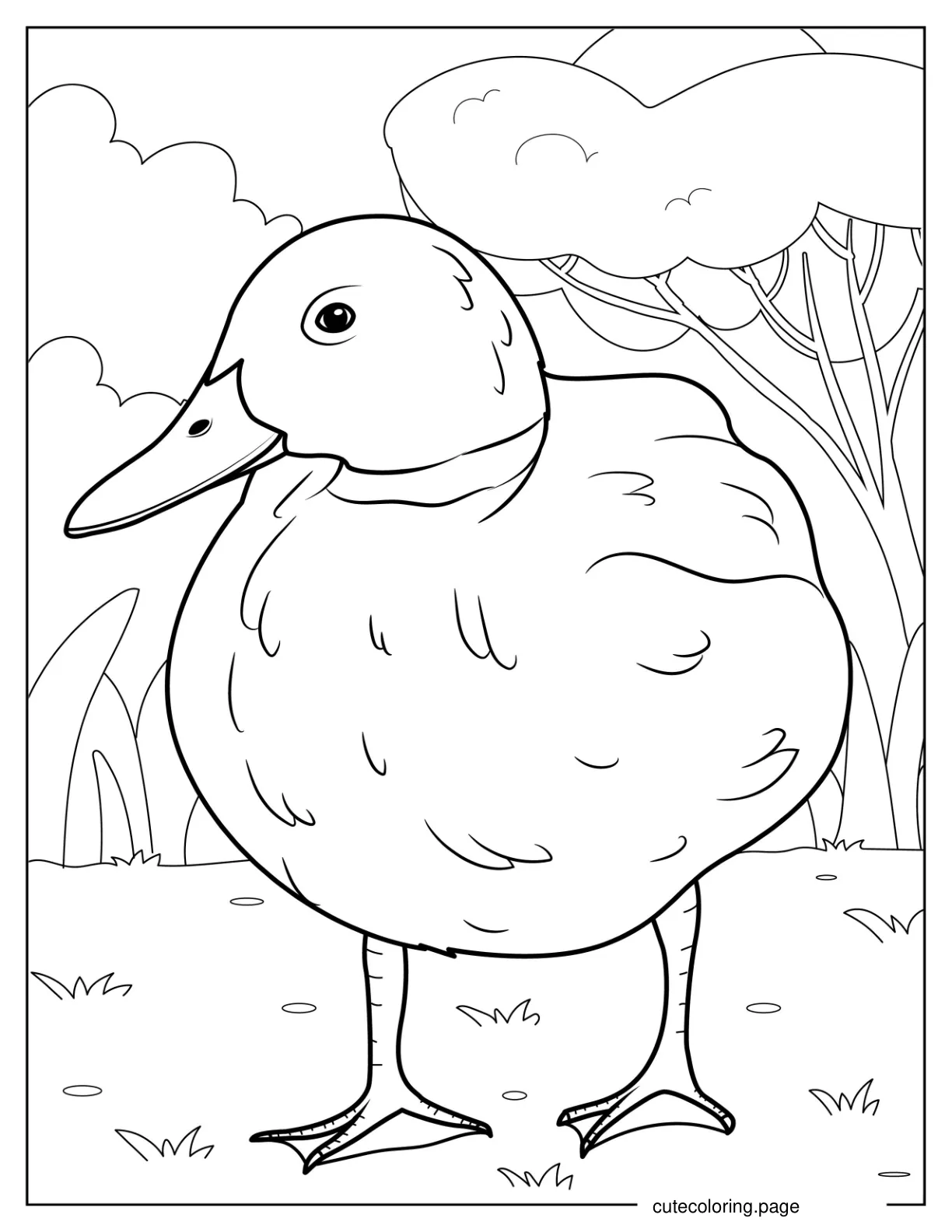 Northern Pintail Duck coloring page