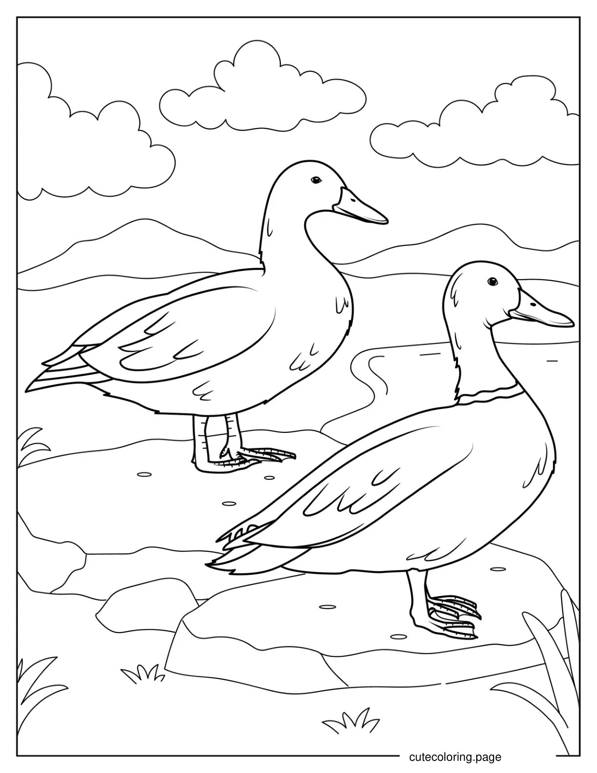 Two American Wigeon Ducks coloring page