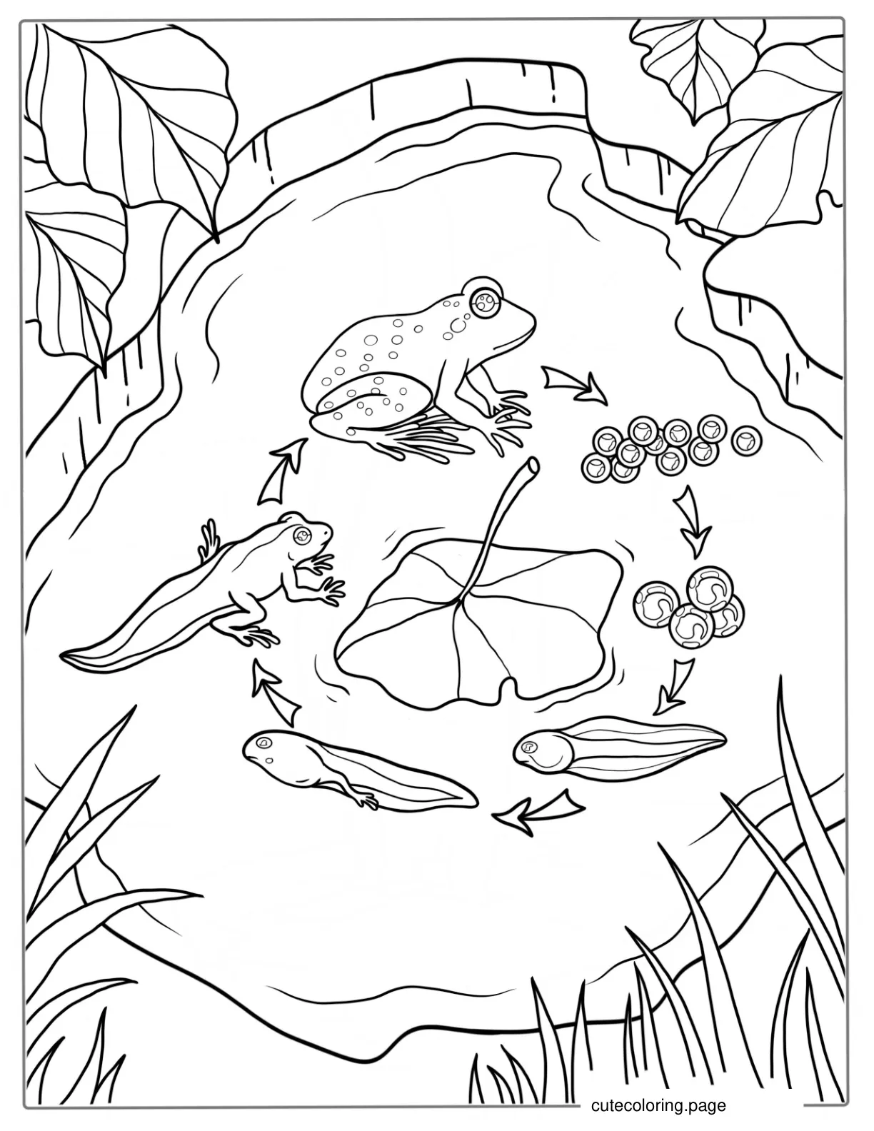 Lifecycle Of A Frog From Tadpole To Color coloring page