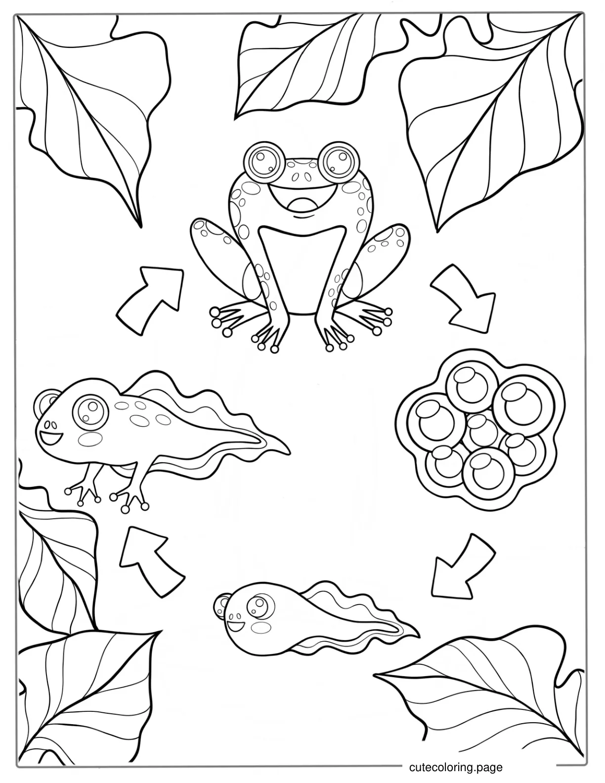 Lifecycle Of Frog Coloring Page coloring page