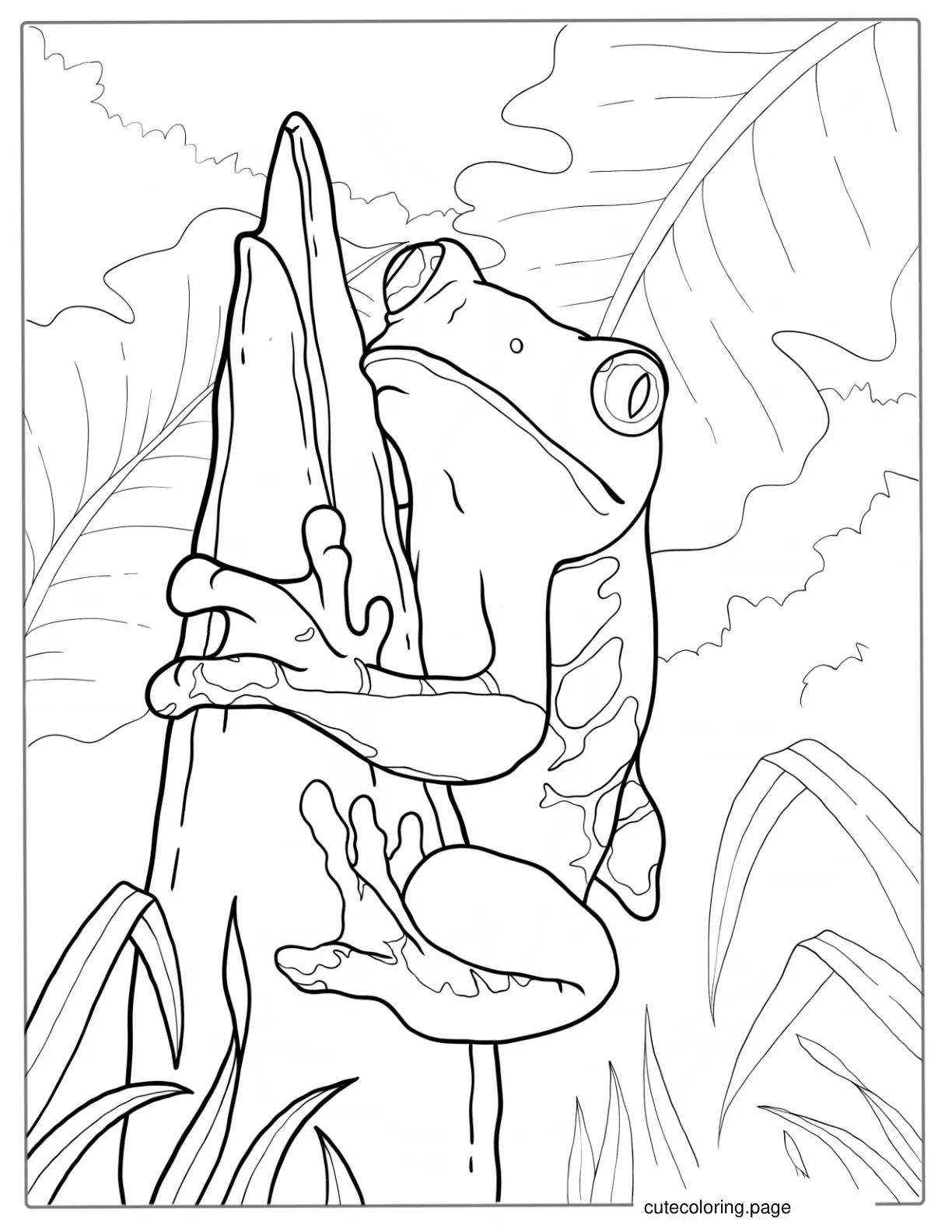 Red Eyed Tree Frog On Log Coloring Page coloring page