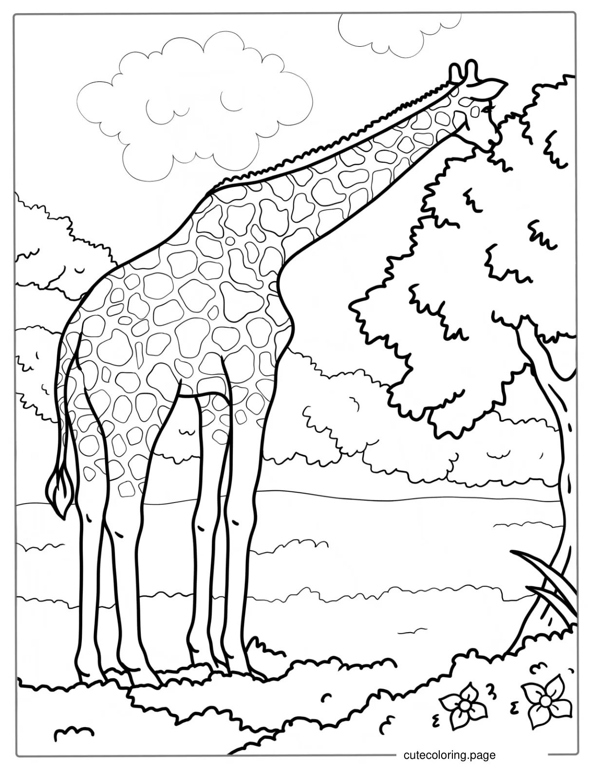 Adult Giraffe Eating From Tree To Color coloring page