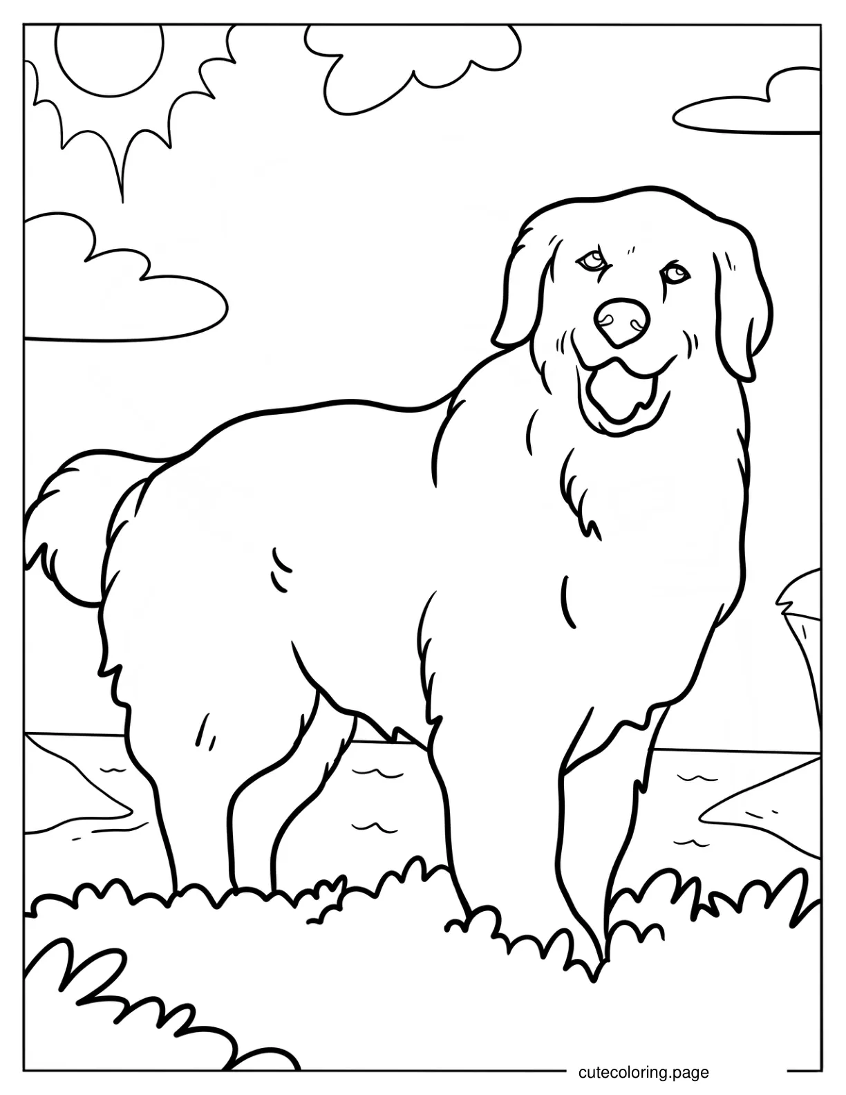 Fluffy Golden Retriever On The Grass coloring page