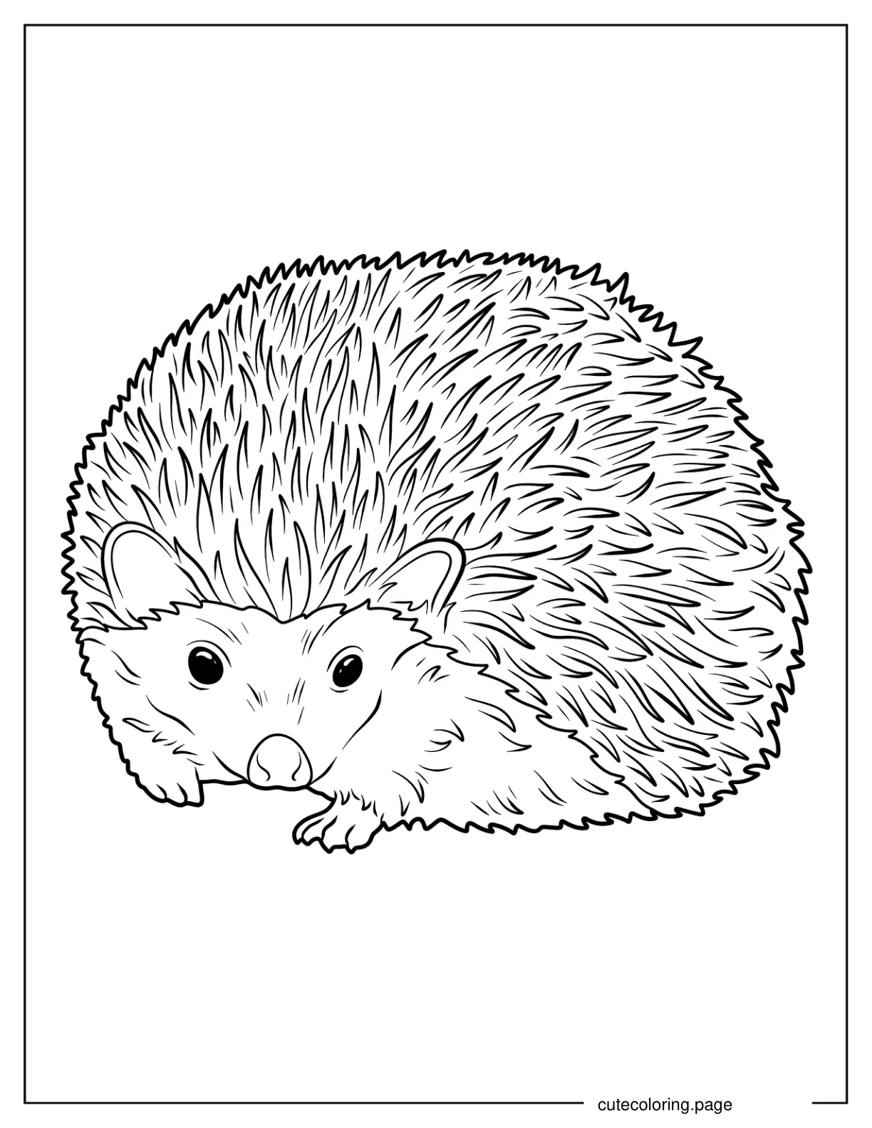 Realistic Hedgehog Coloring Page coloring page