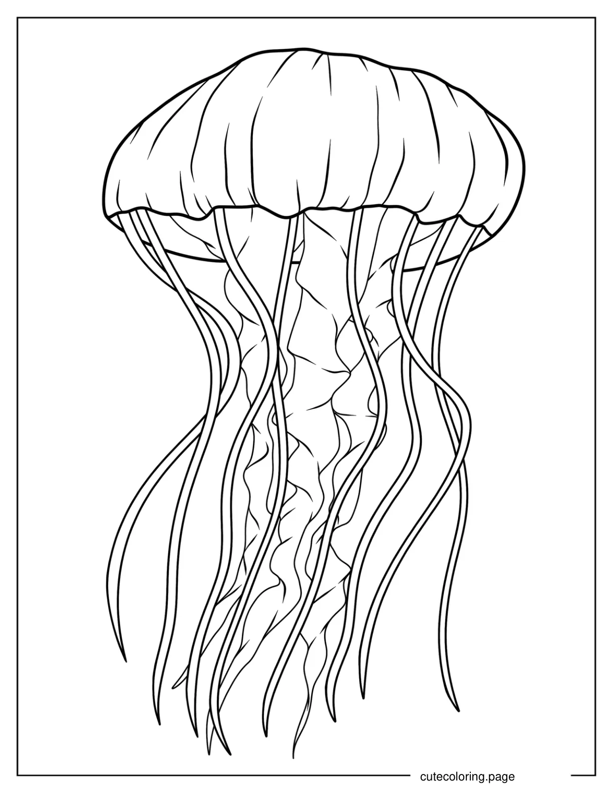 Detailed Lion_s Mane Jellyfish Coloring Sheet coloring page