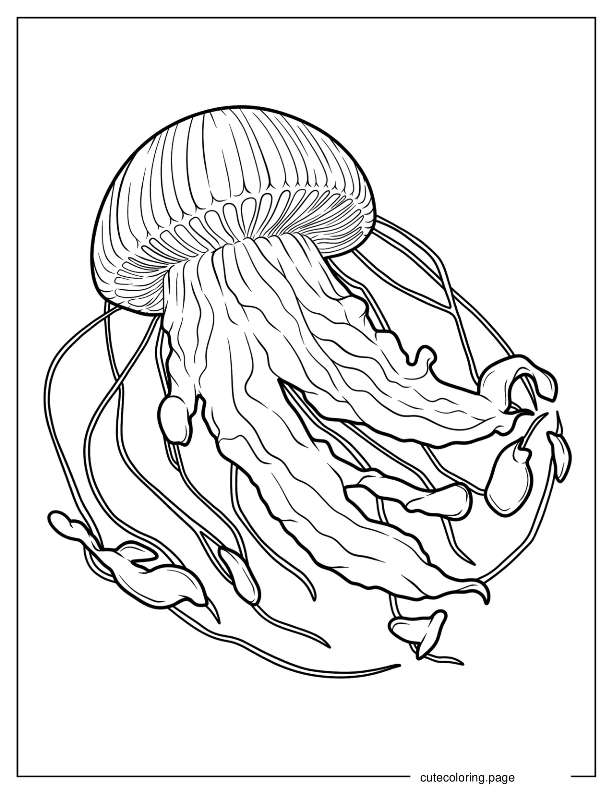 Detailed Sea Snake Jellyfish Coloring Sheet coloring page