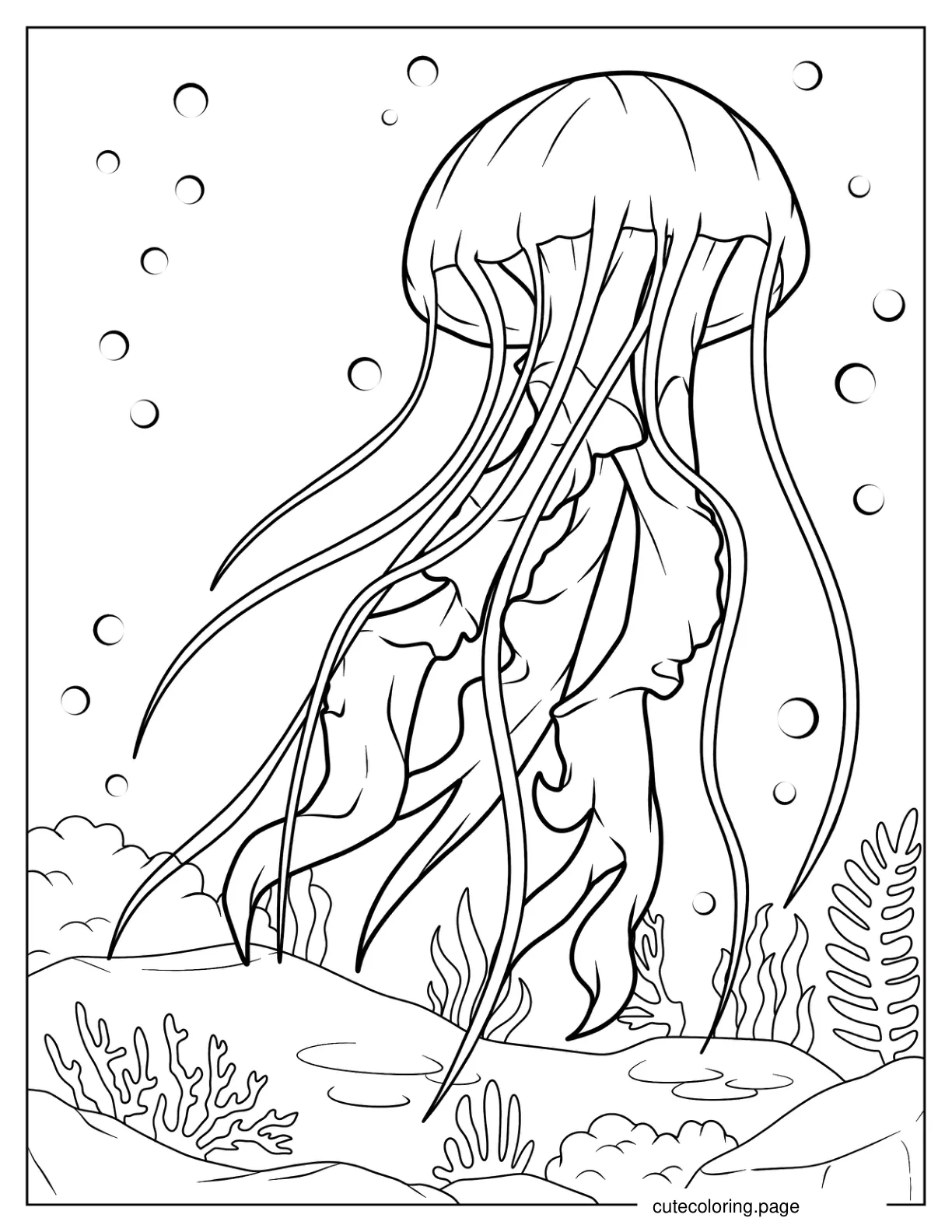 Pacific Sea Nettle Jellyfish Coloring Page coloring page