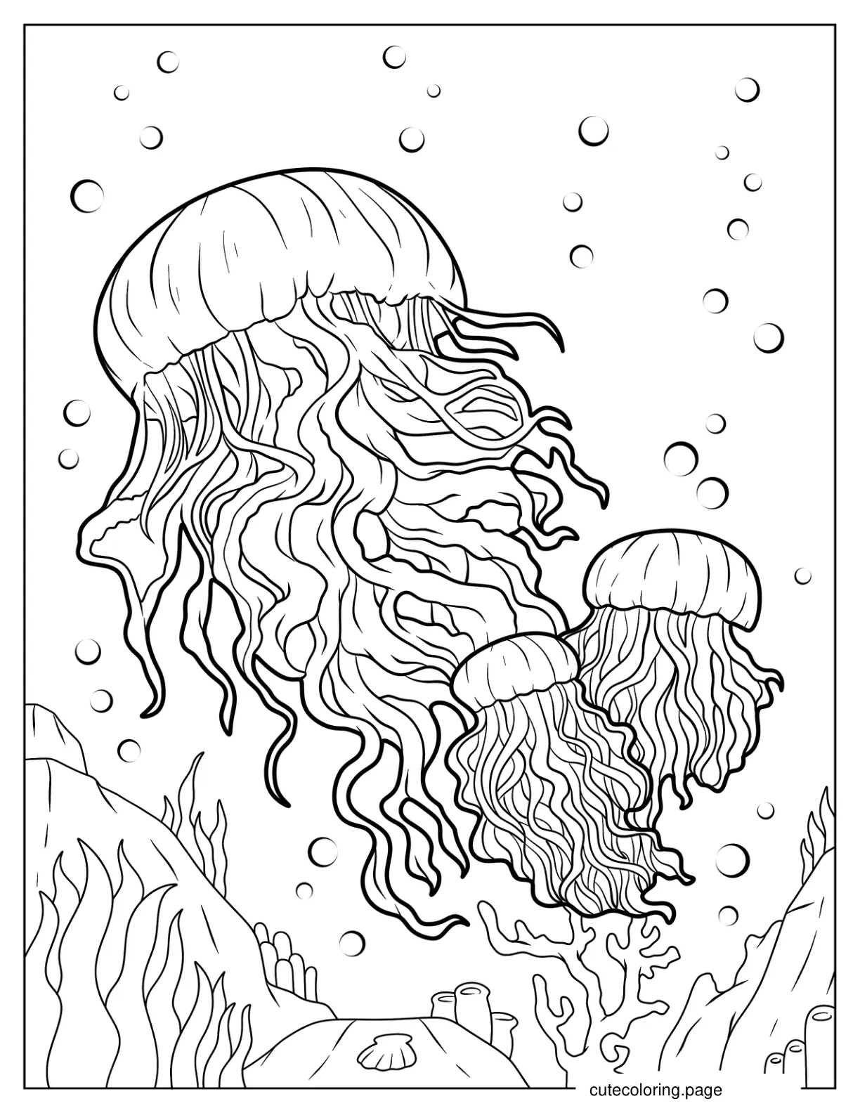 Three Lion_s Mane Jellyfish Coloring Sheet coloring page