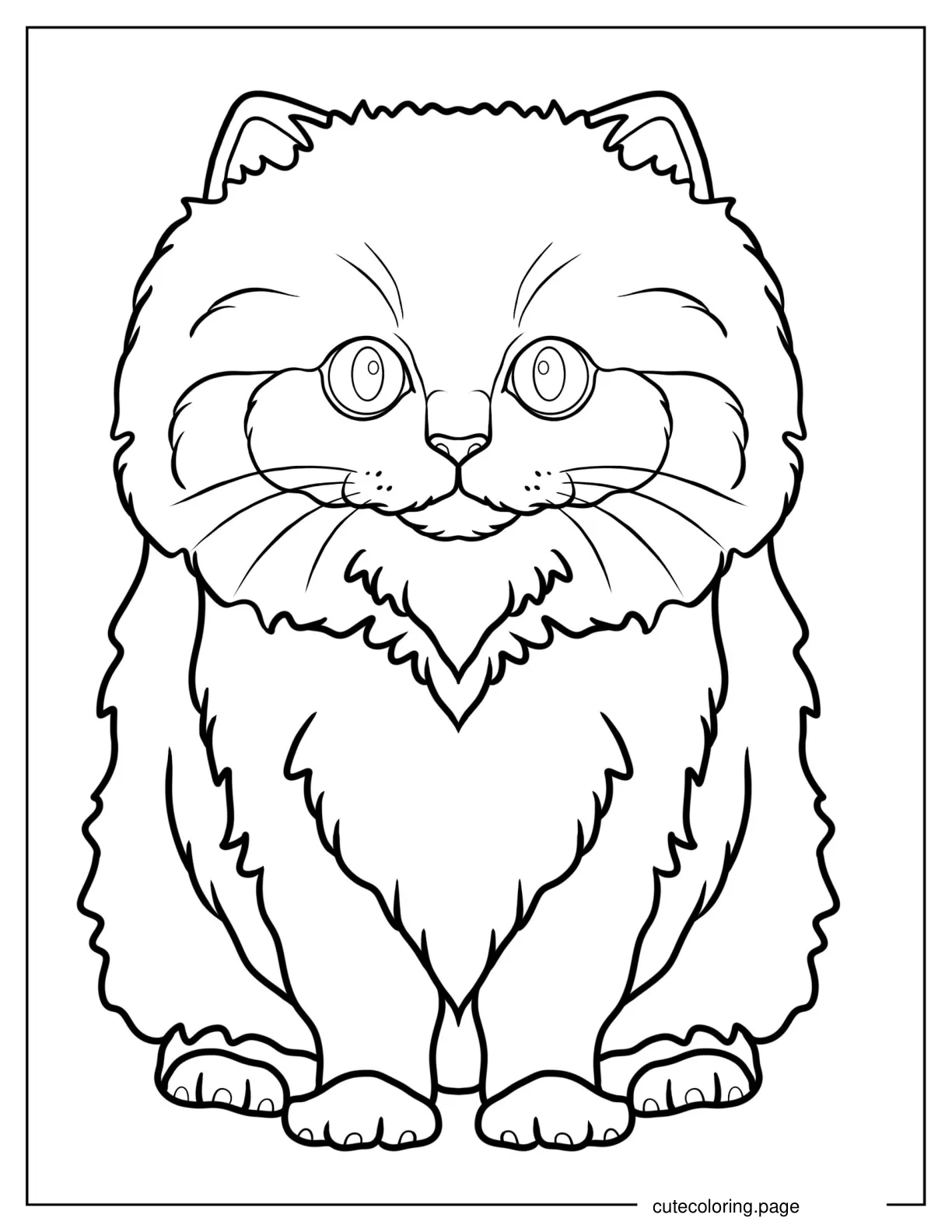 British Longhair Kitten Coloring Sheet For Kids coloring page