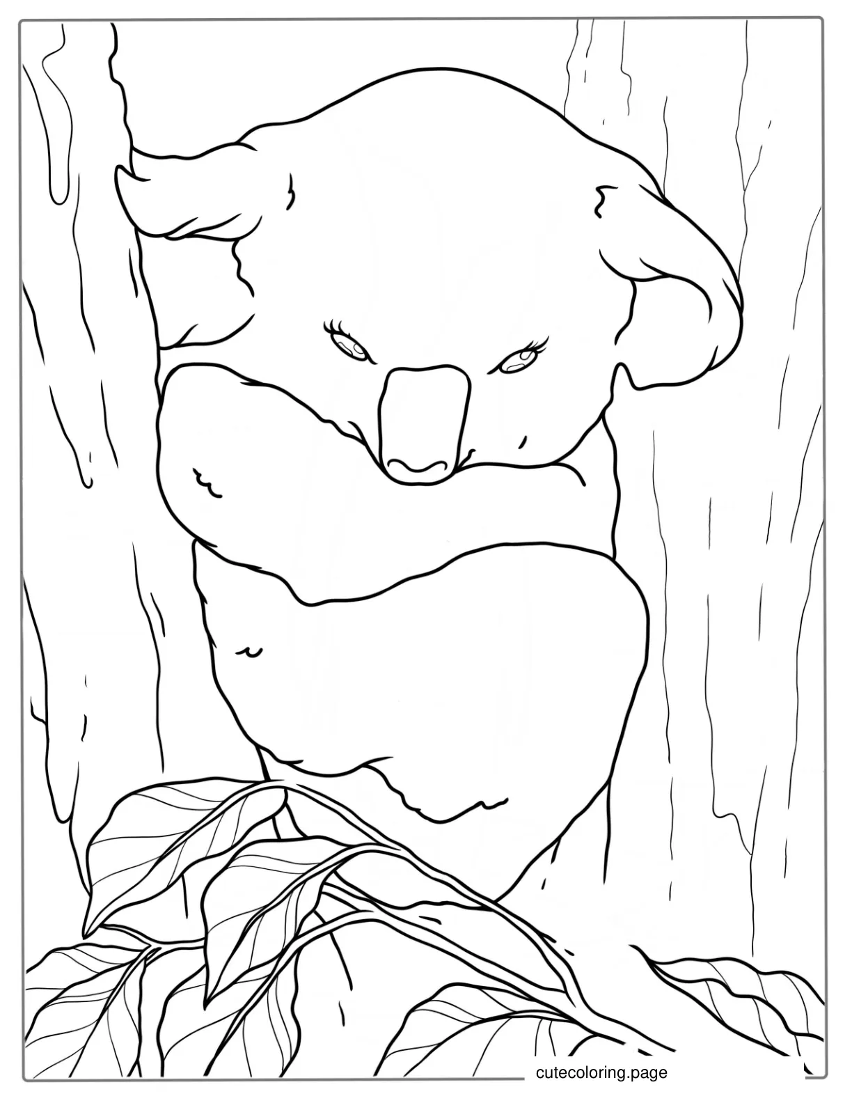 Koala Resting In Gum Tree Coloring Page coloring page