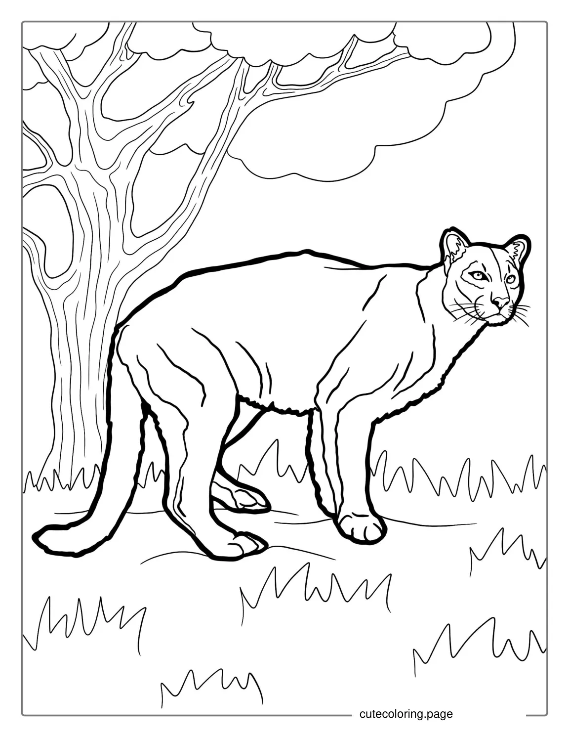 Mountain Lion Coloring Page coloring page