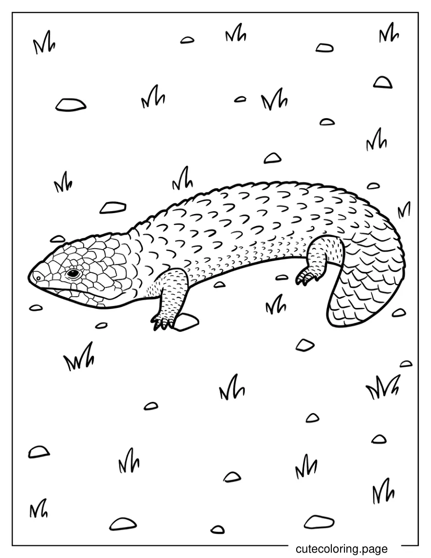 Shingleback Lizard Coloring Page coloring page