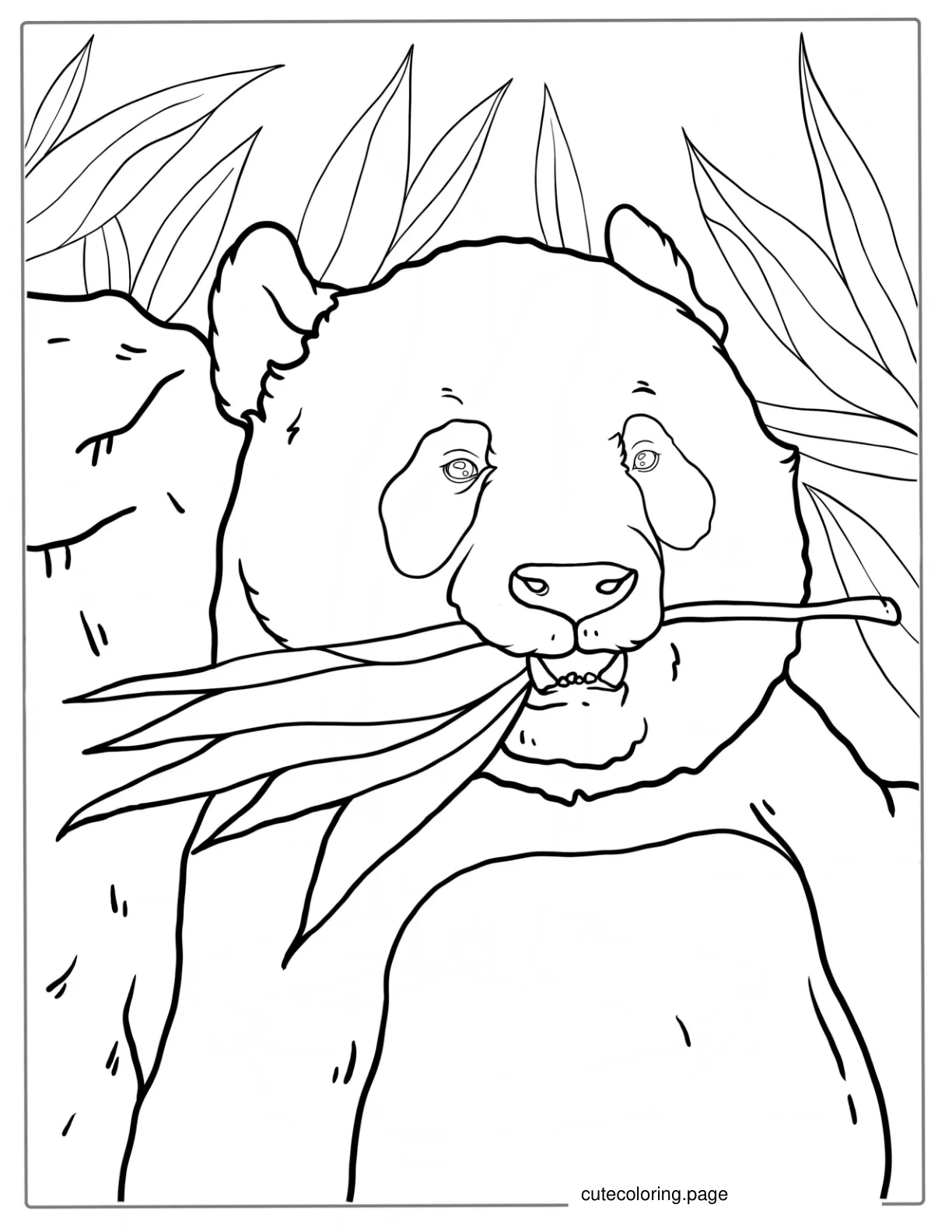 Adult Panda Eating Bamboo Coloring Picture coloring page