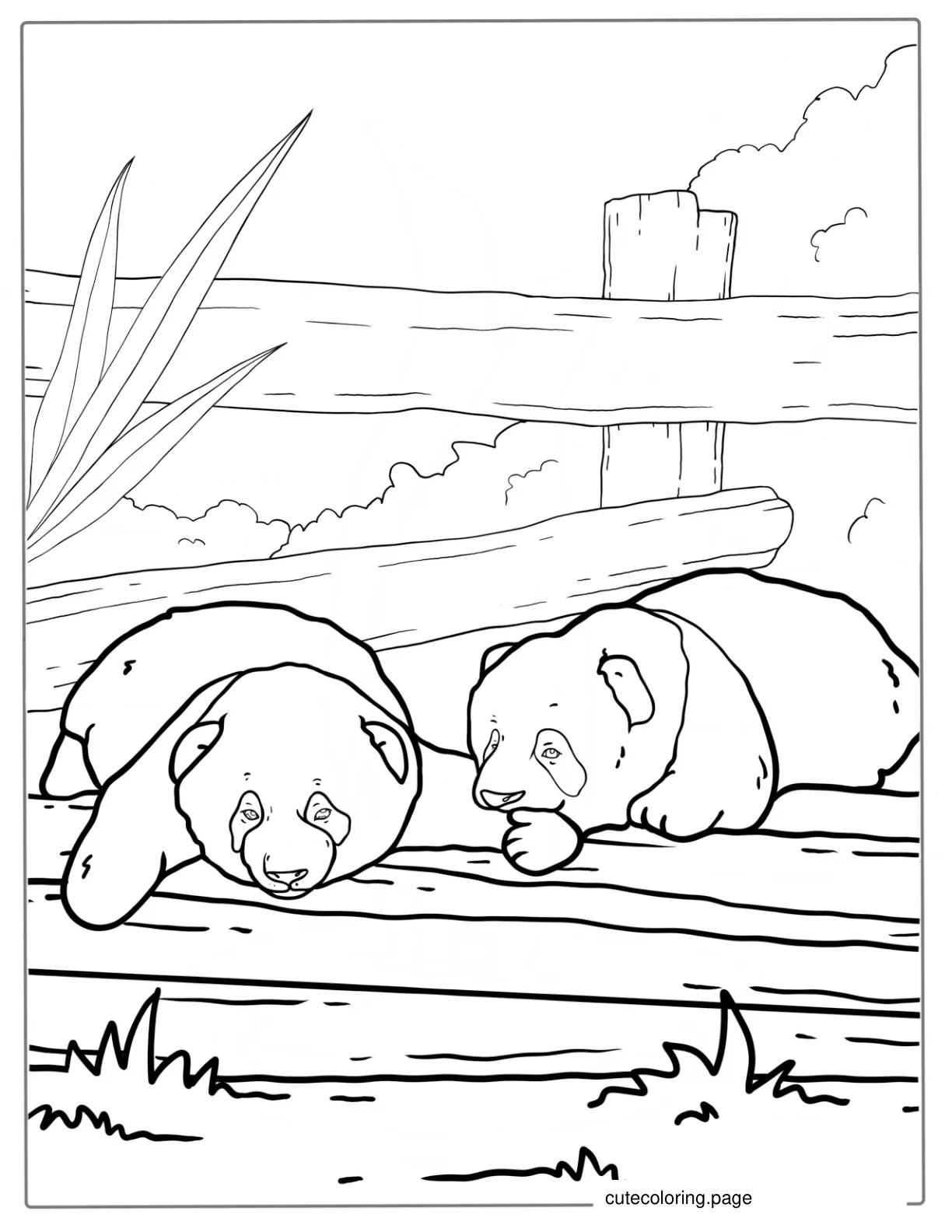 Two Baby Pandas Playing Coloring Sheet coloring page