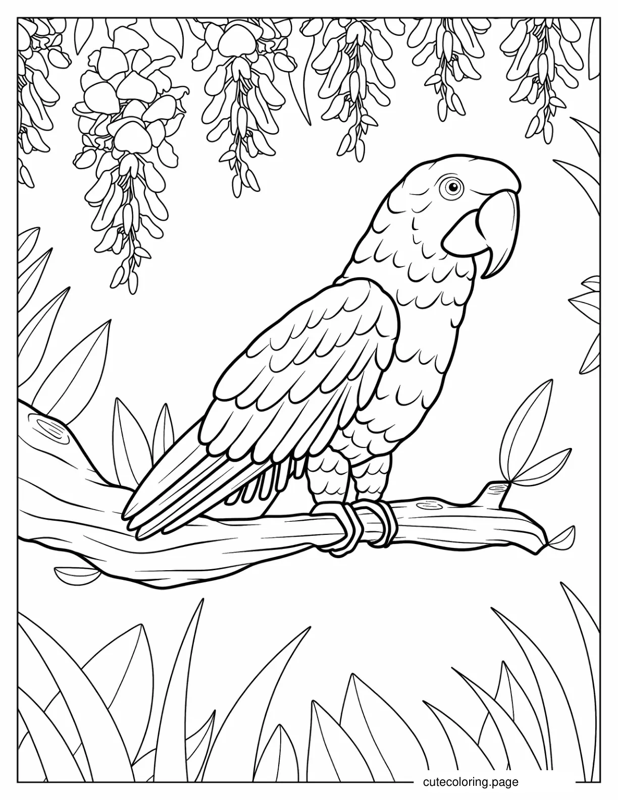 African Grey Parrot coloring page