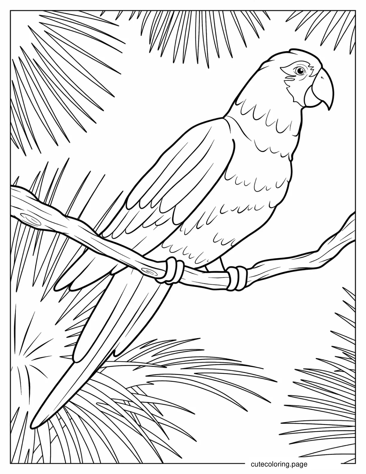 Senegal Parrot To Color coloring page