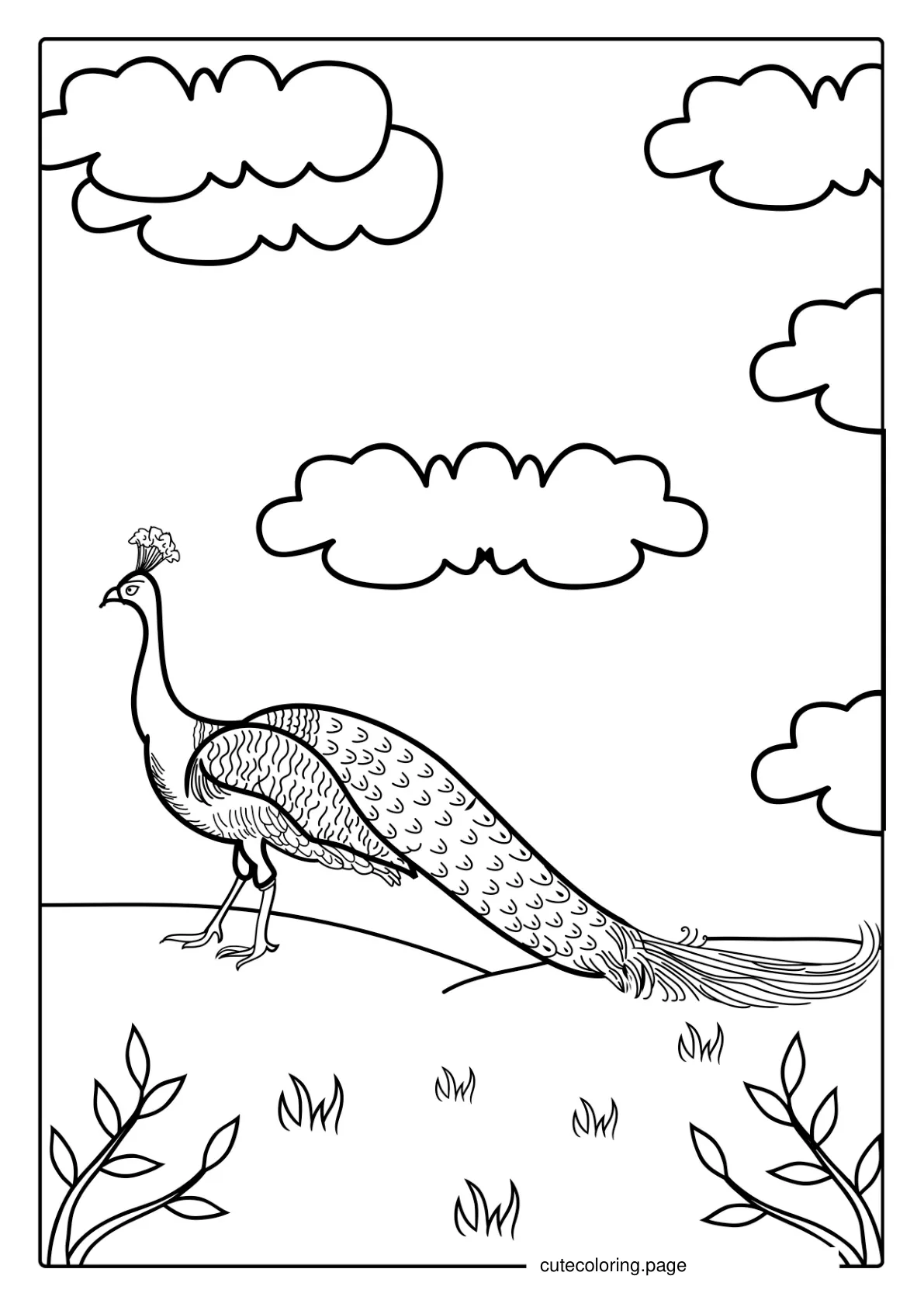 Peacock Walking Coloring Page coloring page