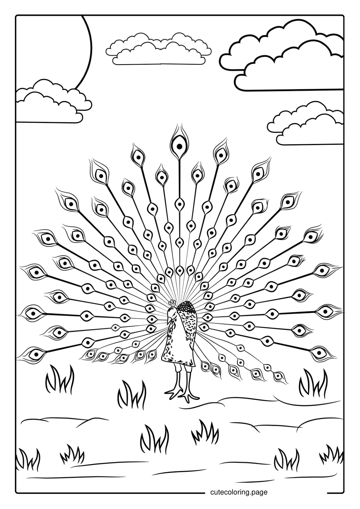 Peacock With Feathers Spread For Coloring coloring page