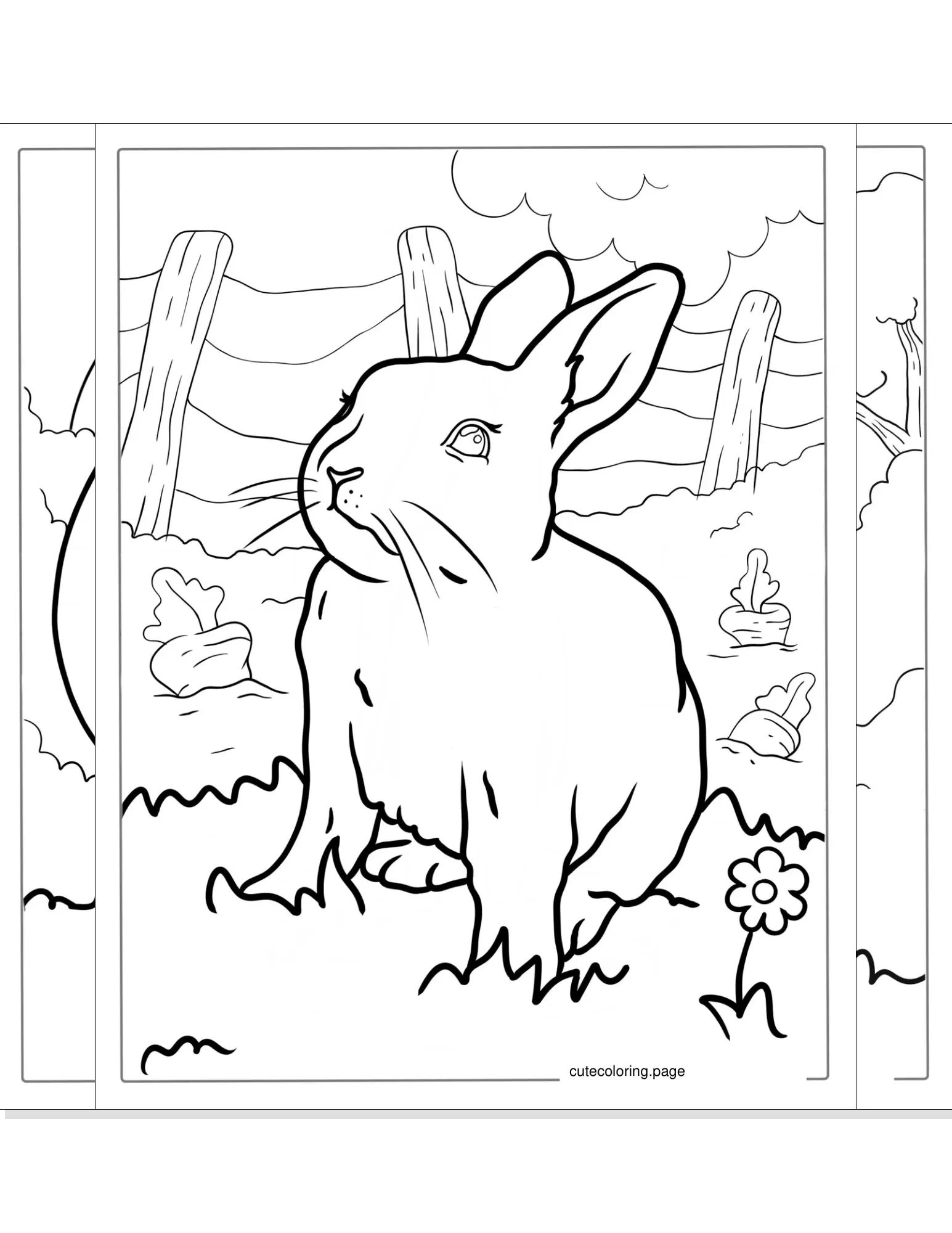 rabbit coloring pages coloring page