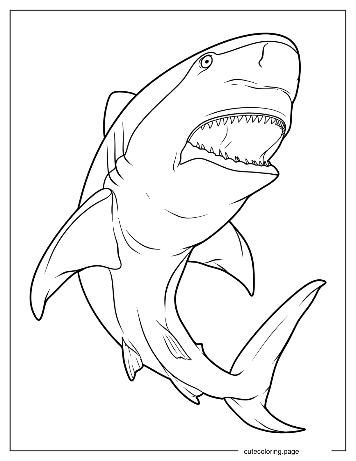 Close Up Of Bull Shark Coloring Page coloring page