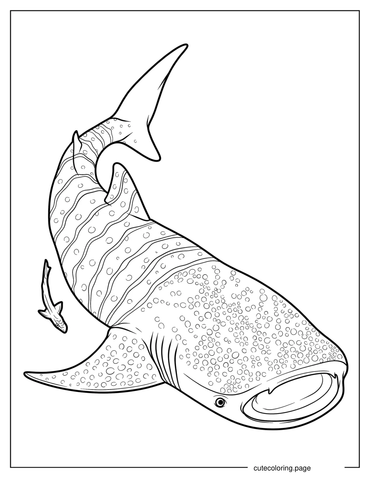 Textured Whale Shark Coloring Sheet coloring page