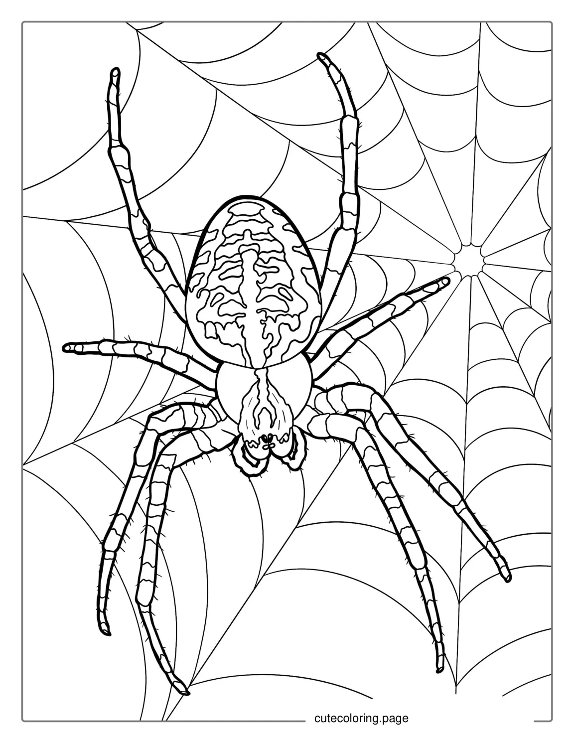 Big Spider On Web Coloring Page coloring page