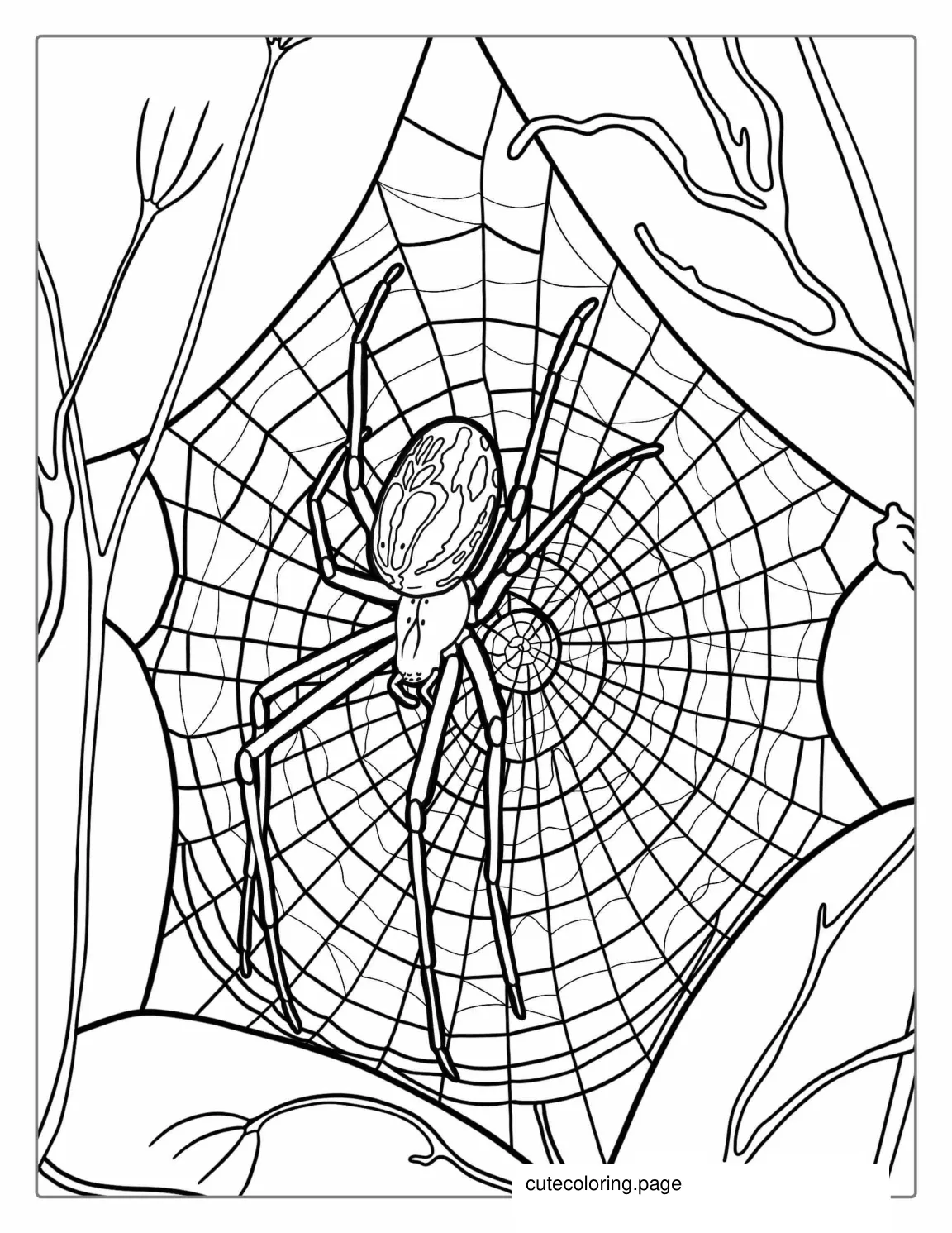 European Garden Spider Coloring Page coloring page