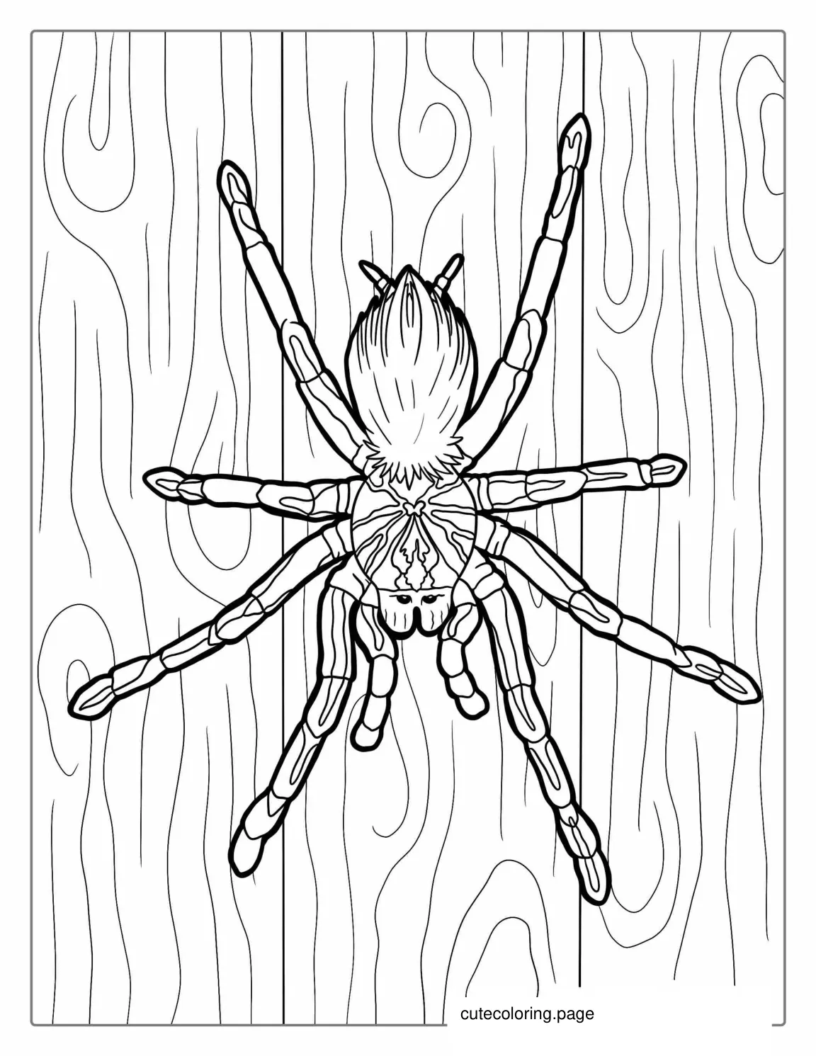 Giant Tarantula Coloring Page coloring page