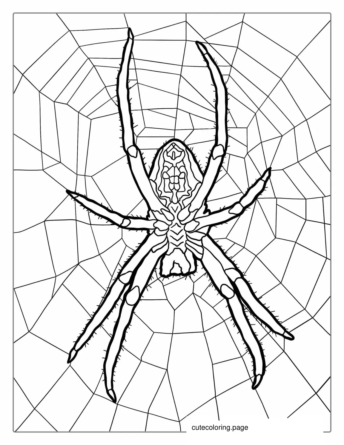 Huntsman Spider On Web Coloring Page coloring page