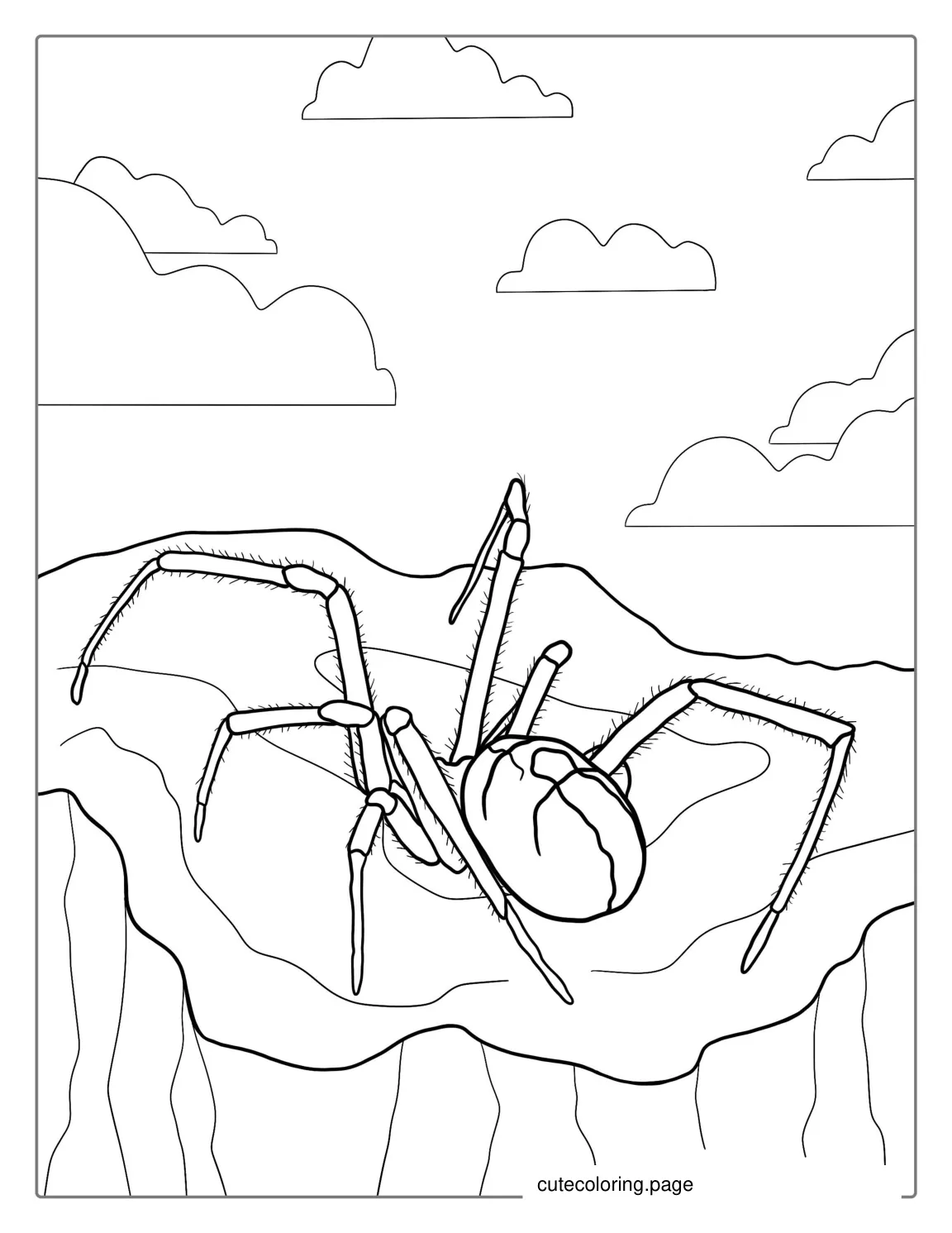 Red Back Venomous Spider Coloring Sheet coloring page