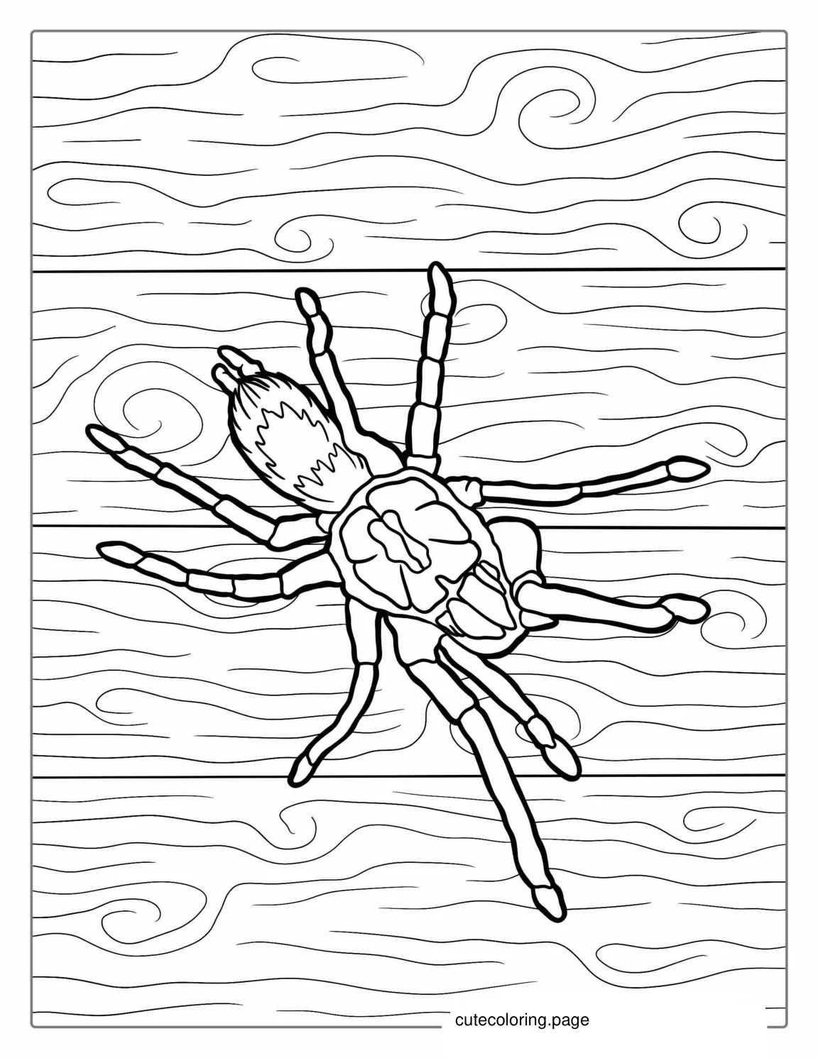 Texas Brown Tarantula Coloring Sheet coloring page